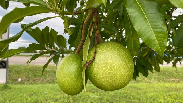 Alstonia scholaris