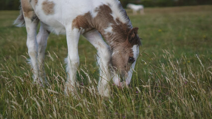 Nature scene with young horses walking and grazing in open grass field