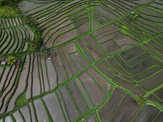 Aerial view of rice fields