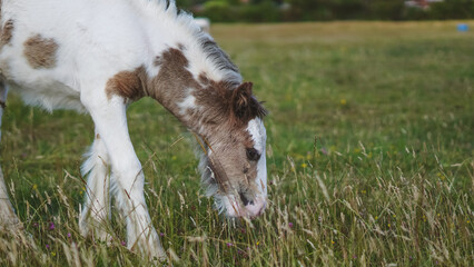 Nature scene with young horses walking and grazing in open grass field
