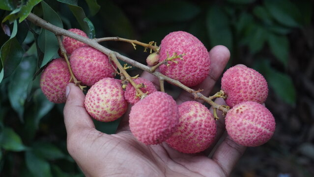 red berries litchi on a tree in the garden
