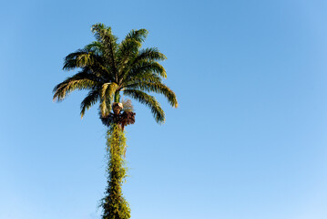 Vines covering the trunk of imperial palm tree