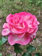 pink rose in garden