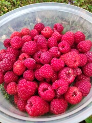 raspberries in a bowl
