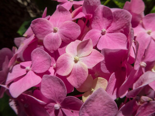 Vibrant Pink Hydrangea Blossoms in Full Bloom