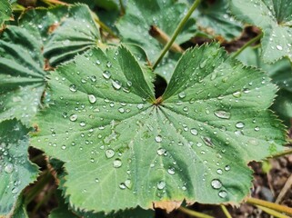rain drops on leaf