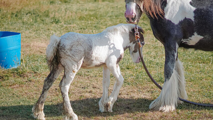 Young horses developing naturally on green field with bright summer light