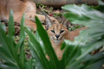 Fototapeta premium The caracal is a medium-sized wild cat native to Africa,