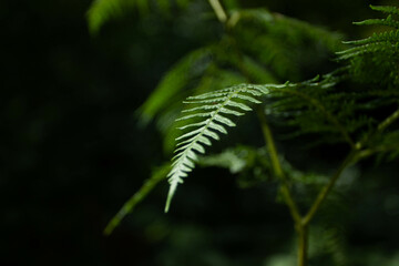 fern leaf in the forest