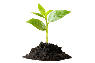 Small Green Plant Emerging from Earth Transparent Background