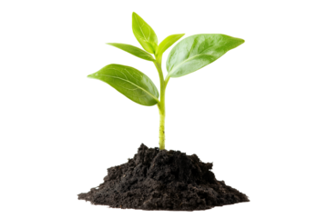Small Green Plant Emerging from Earth Transparent Background