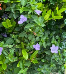 Ruellia humilis in garden 