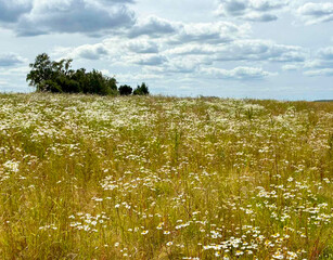 Chamomile summer meadow, field to the horizon with blooming chamomiles against background of sky...