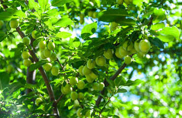 Unripe green plums on a tree branch in a garden on a sunny day. Ripening of plums.