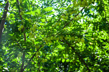 Unripe green plums on a tree branch in a garden on a sunny day. Ripening of plums.