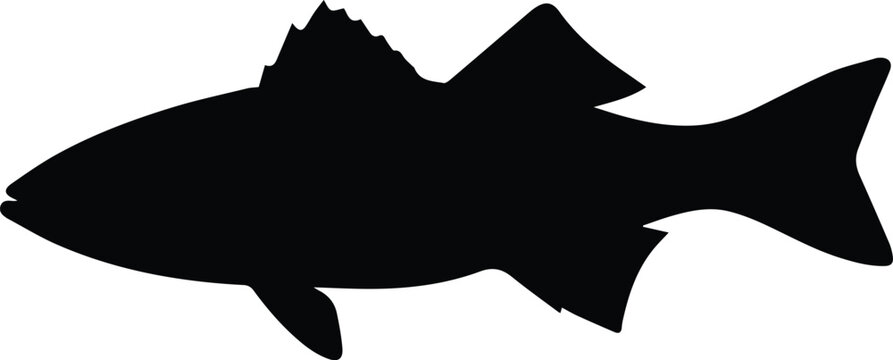 Striped Bass Vector Illustration &ndash; Striper Fish Outline for Fishing Decor, Stickers, or T-Shirts