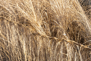 Dried Grass with Twisted Straw Rope in Sunlight