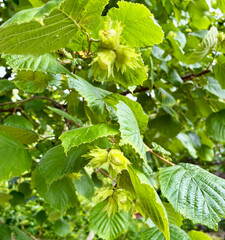 Hazel nuts closeup during ripening period. Green nuts in summer garden.