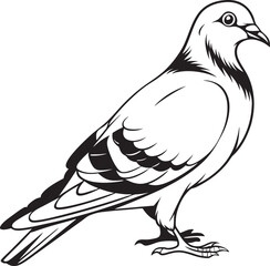 dove isolated on white