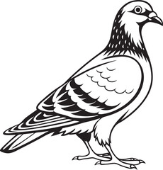 Fototapeta premium dove isolated on white background
