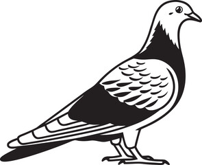 pigeon on a white background