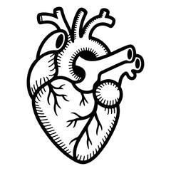 Black and White Illustration of a Human Heart vector