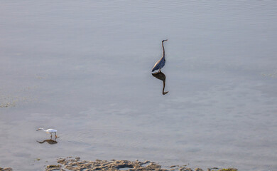 View of a snowy egret and a great egret wading on the San Diego Bay shallow water searching for...