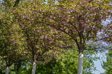 Two blooming cherry trees with pruned white-painted trunks in urban park. Captures seasonal renewal and ornamental landscaping.