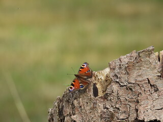 portret motyla siedzącego na drzewie © Maciej