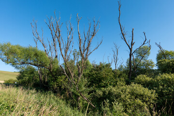 Old leafless poplars and willows in contrast with lush green shrubs. A wild unmanaged landscape...