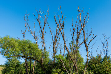 Dry trees among green bushes on the edge of a field. Summer landscape with clear blue sky and hills...