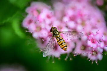 Schwebefliege auf einer Blüte