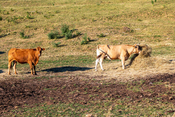 Two cows standing on a dry pasture. One eating hay, the other looking at the camera. Rural summer farm scene with grassland and livestock.