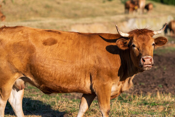 Close-up of Limousin cow (Bos taurus) on pasture in summer light. Farm animal with reddish-brown coat and horns, captured in natural rural environment.