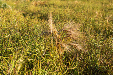 Ripe barley spike growing among canola seed pods in a summer field. A natural contrast between two...
