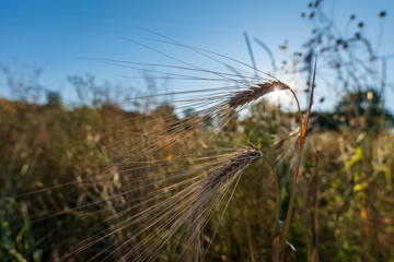 Barley spikes lit by the low evening sun in a wild summer field. Ripening grain close-up symbolizes...
