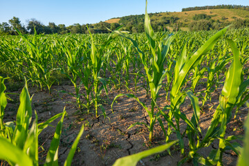 Cornfield (Zea mays) suffering from drought, with cracked soil and young maize plants. Agricultural...