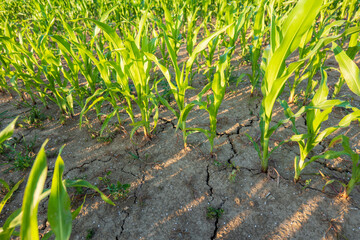 Young corn plants (Zea mays) growing in dry, cracked soil during drought conditions. Agricultural...