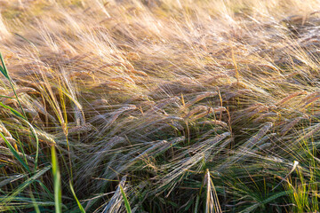 Close-up of golden barley spikes swaying in the breeze during harvest time. A detail of ripening...