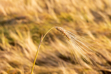Close-up of a barley (Hordeum vulgare) ear in a golden field during sunset. Shallow depth of field...