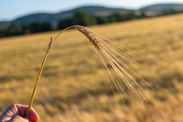 Close-up of a barley ear (Hordeum vulgare) held by hand during harvest season. Golden ripe crop in...