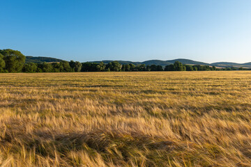Wide barley field under clear sky, gently swaying in summer wind. Harvest season is near, bringing...