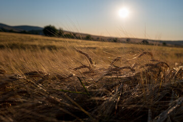Golden barley sways gently in the breeze as harvest time approaches. Warm evening light over a ripe...