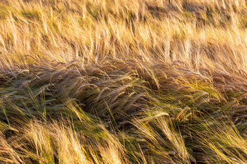 Close-up of golden barley spikes swaying in the breeze during harvest time. A detail of ripening...