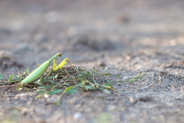 Green Praying Mantis in the garden, Stagmomantis Carolina