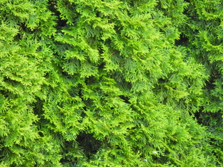 zielone tło roślinne 