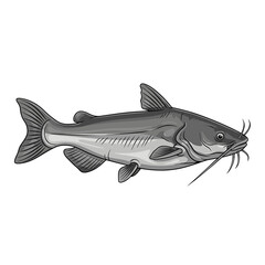 Fototapeta premium A detailed illustration of a catfish, showcasing its fins and whiskers, isolated.