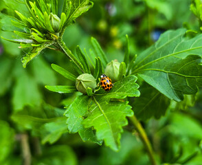 Ladybird on a leaf.
Ladybug resting on a plant leaf with a closed bud