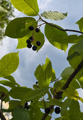 green leaves on the water.
Black Berries Hanging from a Tree Branch Against a Cloudy Sky