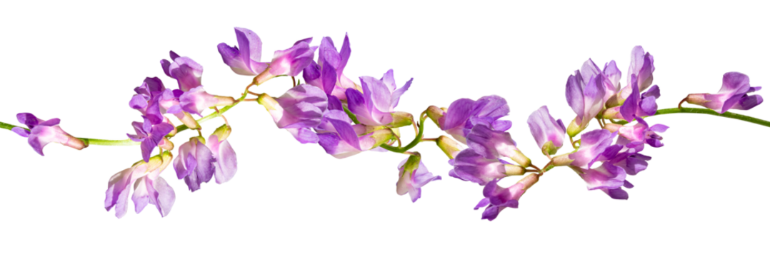 Purple wildflower, mouse pea (Vicia cracca) isolated on transparent background.